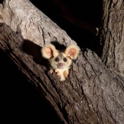 a greater glider with big ears peers from a hollow in a tree